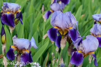 The iris is a damn seductive flower, almost tawdry in its wilting, rich, dark petals dropping down (2014).