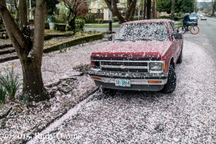 Cherry Blossoms on Chevy