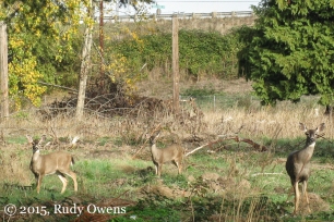 Urban Deer, near Salem, Oregon