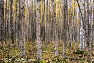 Birch trees in the Eagle River valley