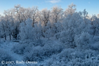 Kincaid Park in Anchorage, covered in hoarfrost