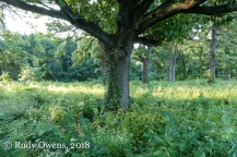 Oak Tree Forest Park