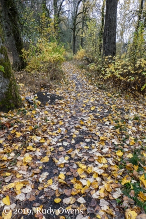 Trail by Willamette River, November 2019