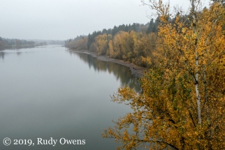 Willamette River Looking South, November 2019